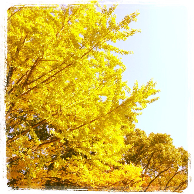 f:id:Notridfcchi:20131229121509j:image:h480 f:id:Notridfcchi:20131229121509j:image:h480