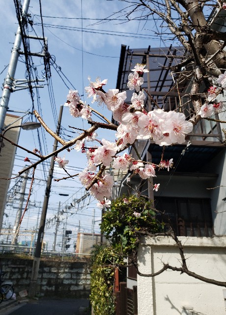 f:id:Ns-RYO:20200229152248j:image f:id:Ns-RYO:20200229152248j:image