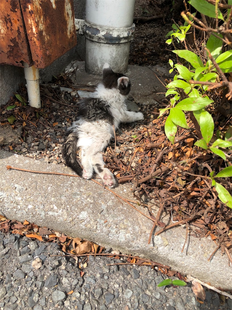 f:id:Ntech:20190618213336j:image f:id:Ntech:20190618213336j:image