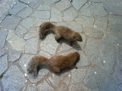 f:id:OBONO:20100522110200j:image