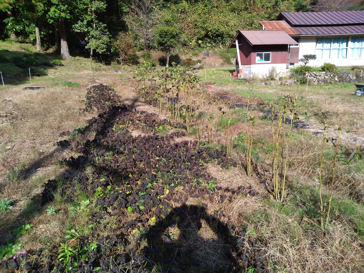 f:id:OGUROBBY:20191110214708j:plain