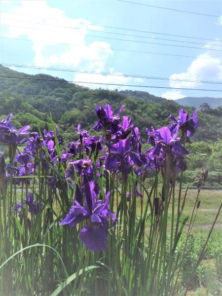 f:id:OGUROBBY:20200517103154j:plain