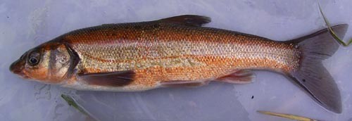 f:id:OIKAWAMARU:20061129184258j:image f:id:OIKAWAMARU:20061129184258j:image