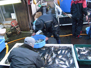 f:id:OIKAWAMARU:20090119182347j:image