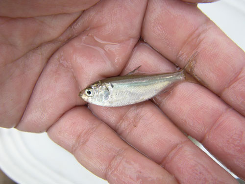 f:id:OIKAWAMARU:20090720141055j:image f:id:OIKAWAMARU:20090720141055j:image