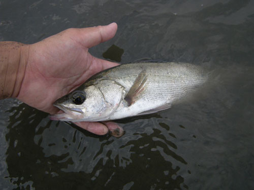 f:id:OIKAWAMARU:20090720141106j:image f:id:OIKAWAMARU:20090720141106j:image