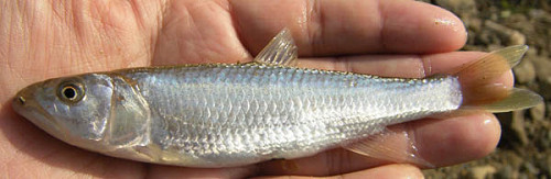 f:id:OIKAWAMARU:20100104162927j:image f:id:OIKAWAMARU:20100104162927j:image