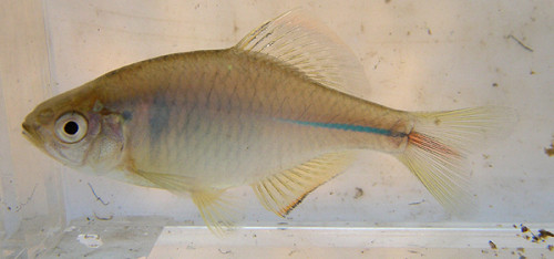 f:id:OIKAWAMARU:20100107200947j:image