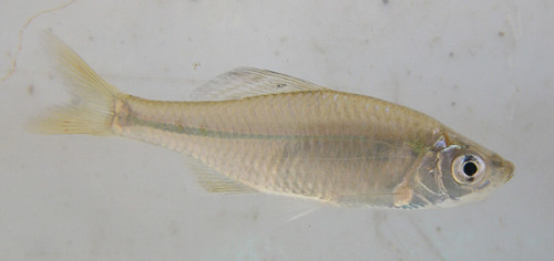 f:id:OIKAWAMARU:20100107202950j:image