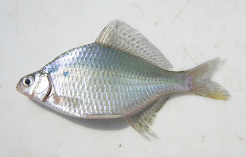 f:id:OIKAWAMARU:20100107203115j:image