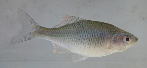 f:id:OIKAWAMARU:20100107203415j:image