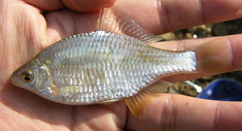 f:id:OIKAWAMARU:20100107203525j:image