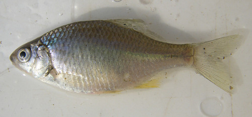 f:id:OIKAWAMARU:20100107203623j:image