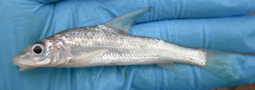 f:id:OIKAWAMARU:20100109164738j:image