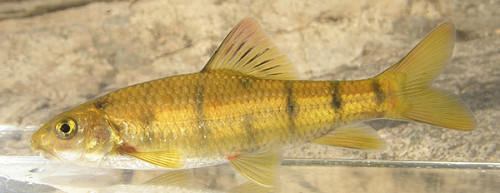 f:id:OIKAWAMARU:20100109164845j:image