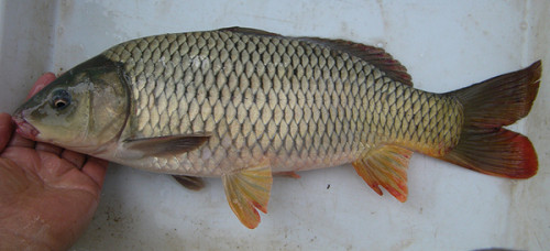 f:id:OIKAWAMARU:20100109165057j:image