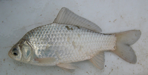 f:id:OIKAWAMARU:20100109165211j:image