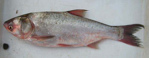 f:id:OIKAWAMARU:20100109165521j:image