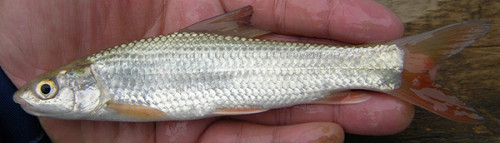 f:id:OIKAWAMARU:20100109165720j:image