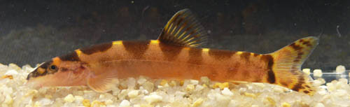 f:id:OIKAWAMARU:20100110145751j:image