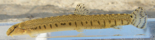 f:id:OIKAWAMARU:20100110155928j:image