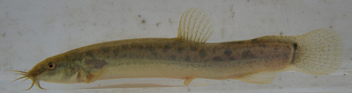 f:id:OIKAWAMARU:20100110160146j:image