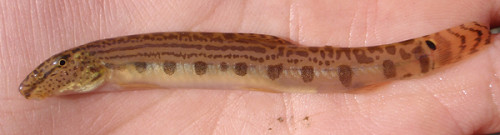 f:id:OIKAWAMARU:20100110161045j:image