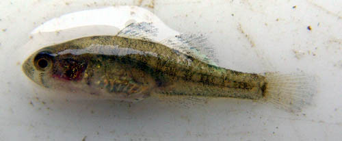 中国の淡水魚その9 - オイカワ丸の湿地帯中毒