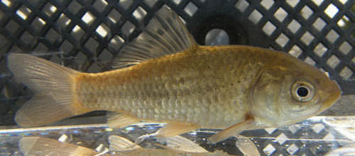 f:id:OIKAWAMARU:20100113144613j:image