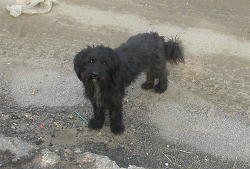 f:id:OIKAWAMARU:20100202145633j:image