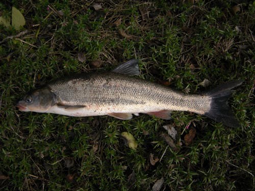 f:id:OIKAWAMARU:20100312144038j:image