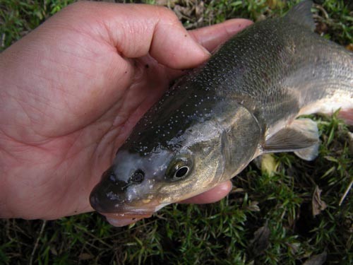 f:id:OIKAWAMARU:20100312144049j:image