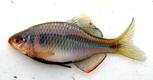 f:id:OIKAWAMARU:20100331161734j:image