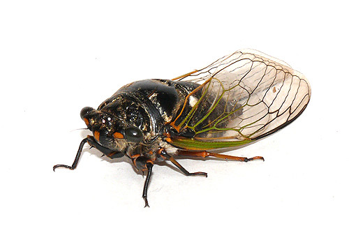 f:id:OIKAWAMARU:20100812105432j:image