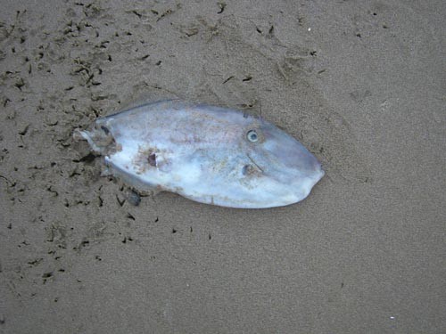 f:id:OIKAWAMARU:20101026064259j:image