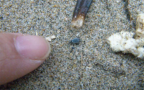 f:id:OIKAWAMARU:20101026103909j:image