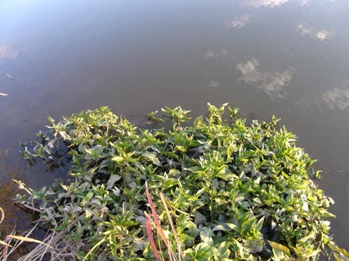 f:id:OIKAWAMARU:20101206163128j:image f:id:OIKAWAMARU:20101206163128j:image