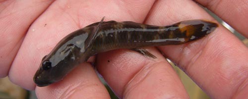 f:id:OIKAWAMARU:20101207164030j:image