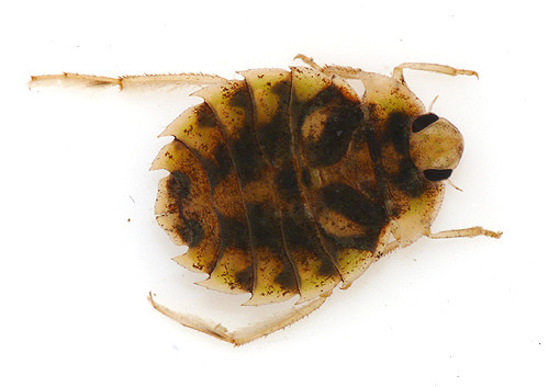 つなし トゲナベブタムシ 4匹 標本 つなし トゲナベブタムシ 4匹 標本 つなし トゲナベブタムシ 4匹 標本