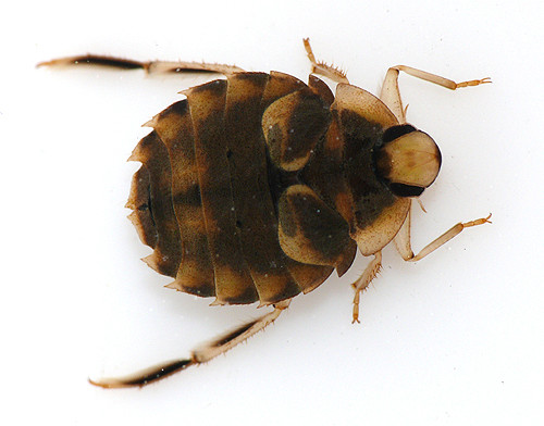 日記 - オイカワ丸の湿地帯中毒
