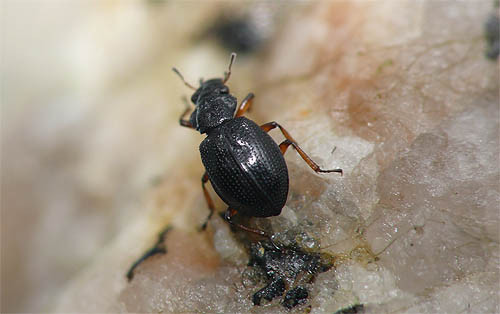 f:id:OIKAWAMARU:20110606084443j:image