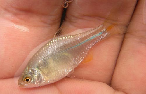 f:id:OIKAWAMARU:20110803180026j:image