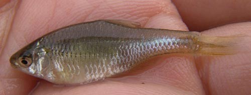 f:id:OIKAWAMARU:20110803180050j:image