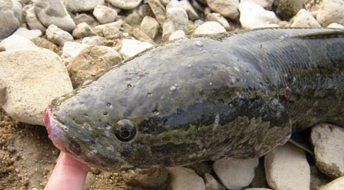 f:id:OIKAWAMARU:20110803180116j:image