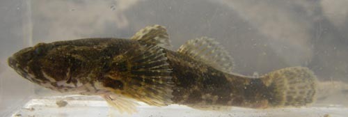 f:id:OIKAWAMARU:20110803180207j:image