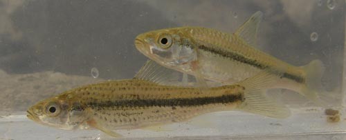 f:id:OIKAWAMARU:20110803180233j:image