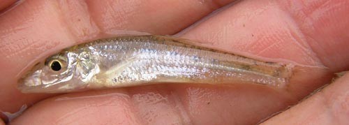 f:id:OIKAWAMARU:20110803180452j:image