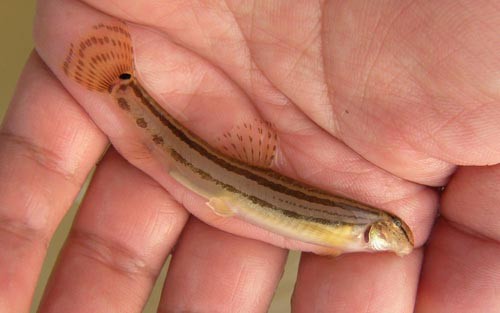 f:id:OIKAWAMARU:20110803180535j:image