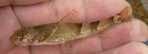 韓国さかな採り〜その3 - オイカワ丸の湿地帯中毒