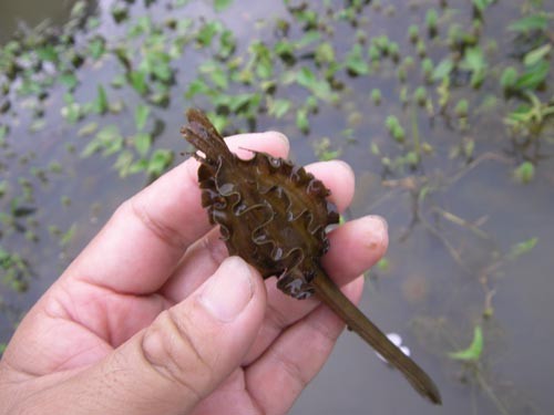 f:id:OIKAWAMARU:20110818143614j:image